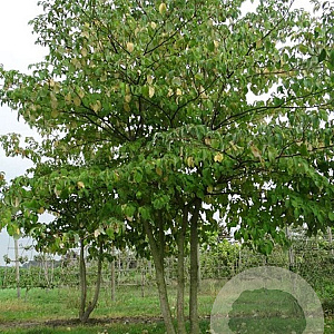 Cornus controversa 200-225 cm draadkluit meerstammig