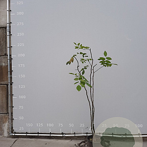 Cladrastis kentukea 150-175 cm 20L