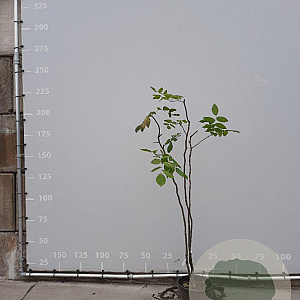 Cladrastis kentukea 150-175 cm 20L