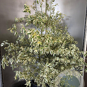 Cornus alternifolia 'Argentea' 125-150 cm 20L