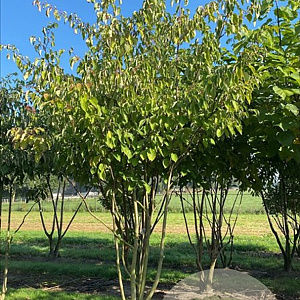 Cornus controversa 400-450 cm draadkluit meerstammig