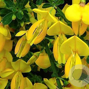 Cytisus 'Golden Sunlight' 30-40 cm 3,0L