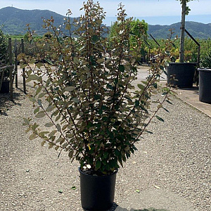 Elaeagnus ebb. 'Compacta' 125-150 cm 20L