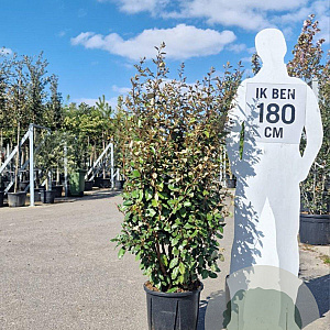 Elaeagnus ebb. 'Compacta' 125-150 cm 20L