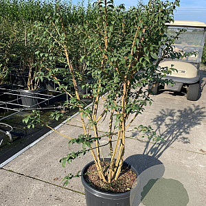Euonymus alatus 100-125 cm 35L
