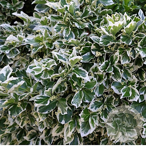 Euonymus fort. 'Emerald Gaiety' 30-40 cm 3,0L