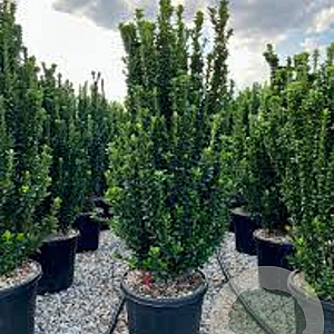 Euonymus jap. 'Benkomasaki' 100-125 cm 20L
