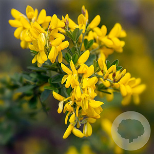 Genista 'Porlock' 30-40 cm 3,0L