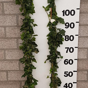 Hedera hibernica 125-150 cm 2,0L 3-5 tak