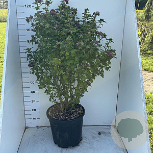 Hibiscus syr. 'Duc de Brabant' 100-125 cm 20L