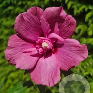 Hibiscus syr. Flower Tower Ruby 150-175 cm 20L