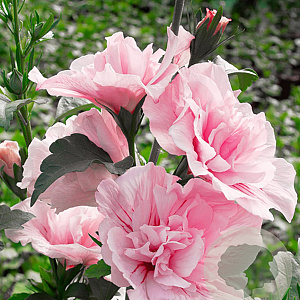 Hibiscus syr. Pink Chiffon 125-150 cm 20L
