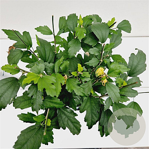 Hibiscus syr. 'Speciosus' 40-50 cm 3,0L