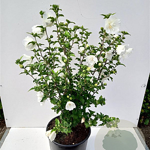 Hibiscus syr. White Chiffon 125-150 cm 20L