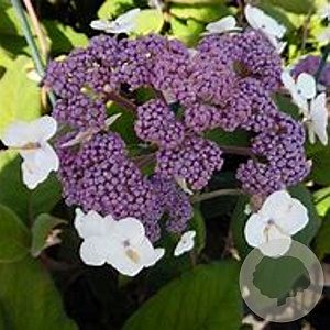 Hydrangea asp. sargentiana 125-150 cm 20L