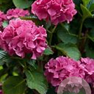 Hydrangea m. 'Sibilla' 60-80 cm 20L