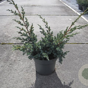 Juniperus chin. 'Blue Alps' 25-30 cm 2,0L