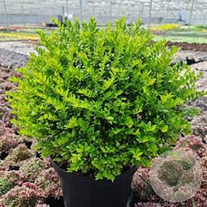 Lonicera nit. G. Cl. Green Breeze 80-100 cm 20L breed