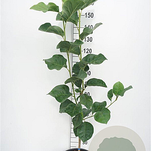 Magnolia Black Tulip 150-175 cm 20L
