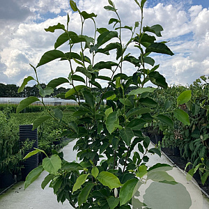 Magnolia soulangeana 150-175 cm 20L