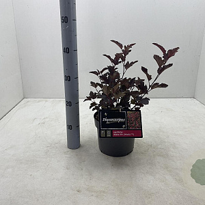Physocarpus opulif. Diable d'Or 30-40 cm 3,0L