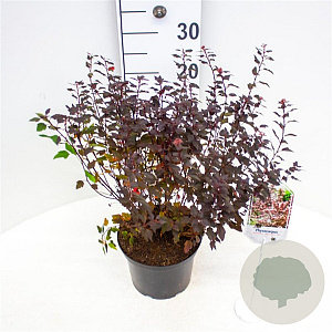 Physocarpus opulif. Little Joker 30-40 cm 3,0L