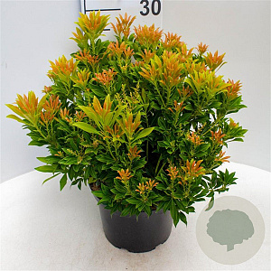 Pieris jap. 'Purity' 30-40 cm 5,0L struik