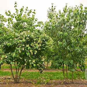 Cornus kousa chinensis 250-300 cm draadkluit meerstammig