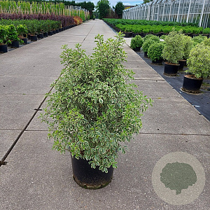Pittosporum ten. 'Variegatum' 60-80 cm 20L