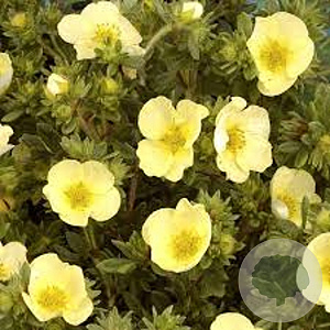Potentilla f. 'Primrose Beauty' 25-30 cm 3,5L