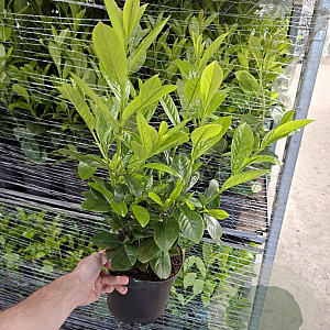 Prunus l. 'Novita' 40-60 cm 3,0L