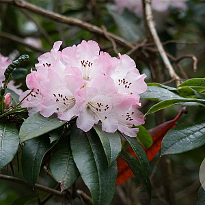 Rhododendron annae 30-40 cm 5,0L struik