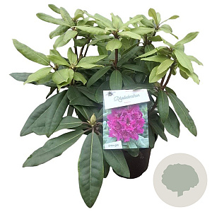 Rhododendron 'Azurro' 30-40 cm 5,0L struik