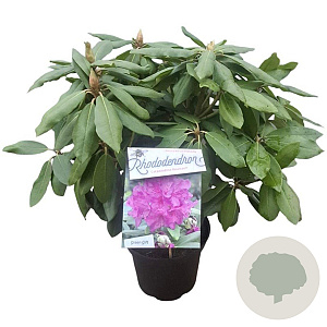 Rhododendron 'Catawb. Boursault' 30-40 cm 5,0L struik
