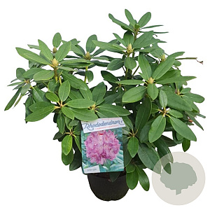 Rhododendron 'Catawb. Grandiflorum' 30-40 cm 5,0L struik