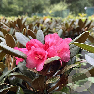 Rhododendron (Y) 'Debbie Dane' 30-40 cm 5,0L struik