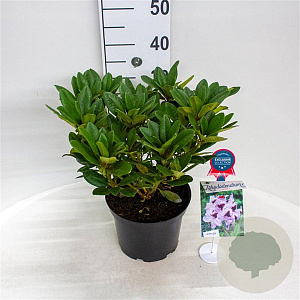 Rhododendron 'Hachmann's Metallica' 30-40 cm 5,0L struik