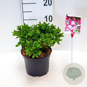 Rhododendron (AJ) 'Königstein' 20-25 cm 2,0L