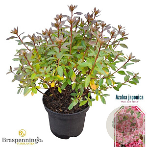 Rhododendron (AJ) 'Mad. van Hecke' 20-25 cm 2,0L