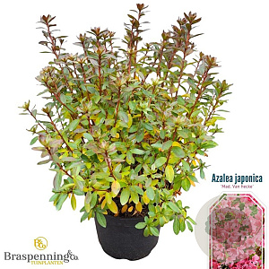 Rhododendron (AJ) 'Mad. van Hecke' 25-30 cm 4,0L