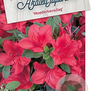 Rhododendron (AJ) 'Moederkensdag' 50-60 cm 20L