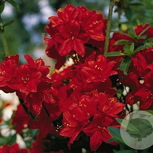 Rhododendron 'Nabucco' 40 cm 5,0L