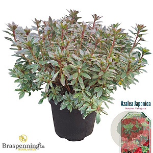 Rhododendron (AZ) 'Hot Shot Var.' 40-50 cm 10L