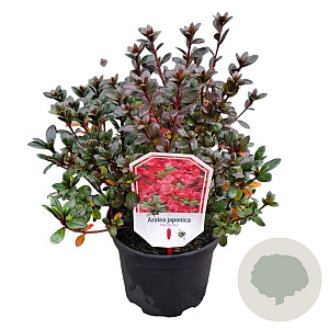 Rhododendron (AJ) 'Maruschka' 20-25 cm 2,0L