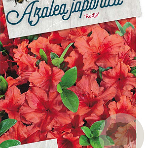 Rhododendron (AJ) 'Radja' 50-60 cm 20L