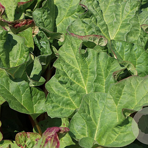Rheum rhab. 'Canada Red' GM c20