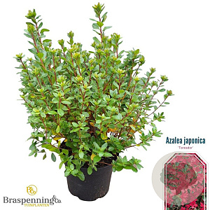 Rhododendron (AJ) 'Toreador' 25-30 cm 4,0L