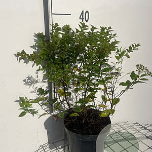 Spiraea jap. 'Manon' 30-40 cm 3,0L