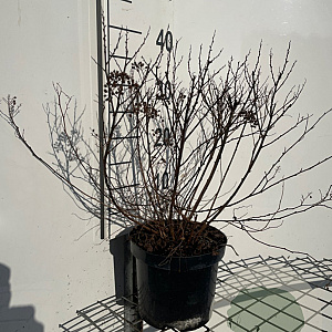 Spiraea jap. 'Manon' 30-40 cm 3,0L