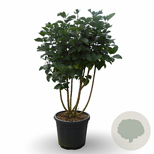Syringa v. 'And. an Ludwig Späth' 125-150 cm 35L